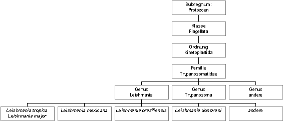 Aus dem Institut für Medizinische Mikrobiologie und Hygiene